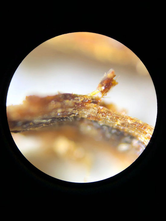 현미경으로 들여다보 기남의 수지는 벌꿀이 뭉쳐진것처럼 풍성한 수지를 보여주고 있다.